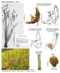 Scleria robinsoniana