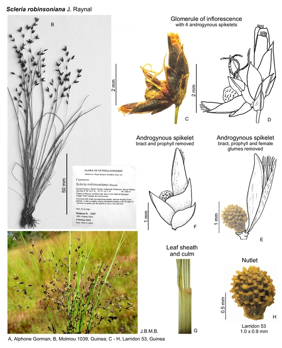 Scleria robinsoniana