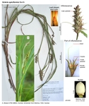 Scleria spiciformis