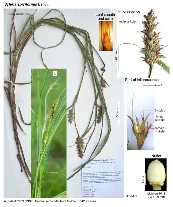 Scleria spiciformis