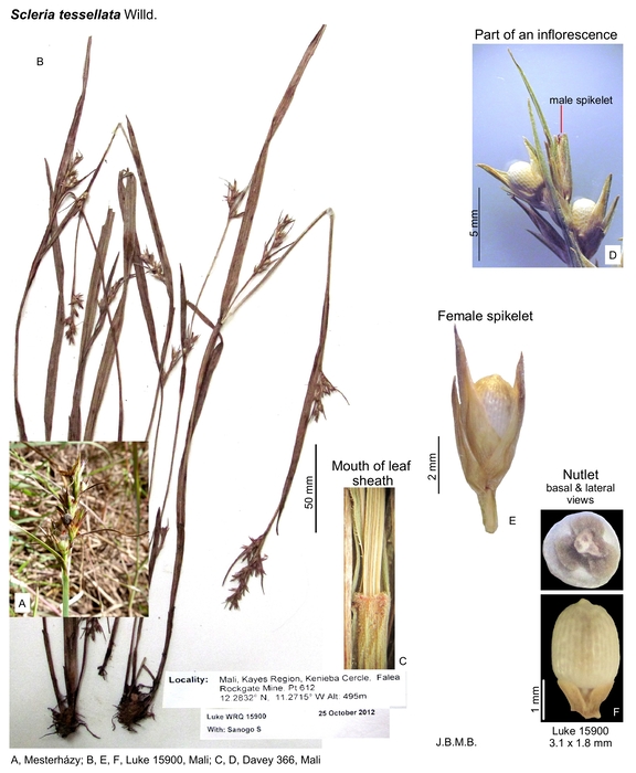 Scleria tessellata