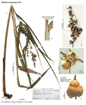 Scleria verrucosa