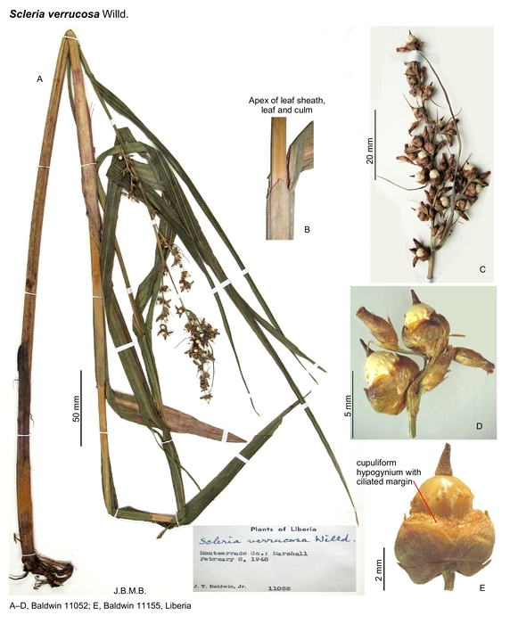 Scleria verrucosa