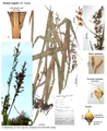 Scleria vogelii