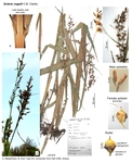 Scleria vogelii