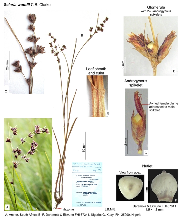 Scleria woodii