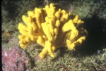 Axinella verrucosa photo Thierry Pérez