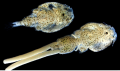 Caligus rogercresseyi 