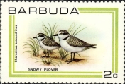 Charadrius alexandrinus, author: Collection Georges Declercq