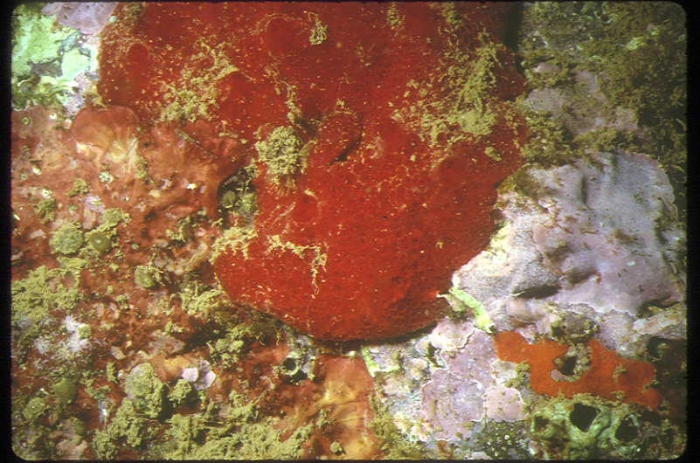 Hamigera hamigera