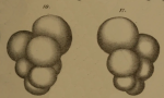 Bulimina pygmaea Egger, 1857