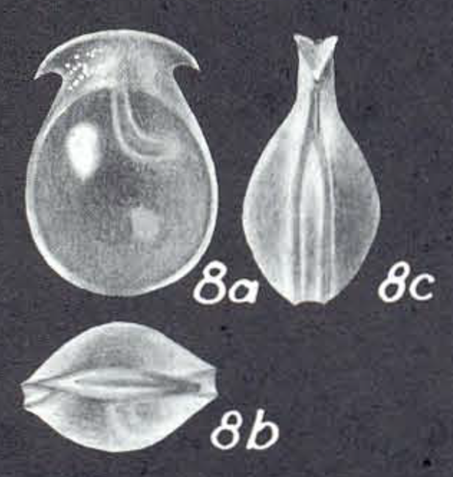 Lagenosolenia vannicapitata, McCulloch, 1977 Holotype drawing