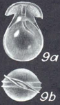 Lagenosolenia vannicoronata, McCulloch, 1977 Holotype drawing