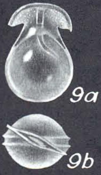 Lagenosolenia vannicoronata, McCulloch, 1977 Holotype drawing