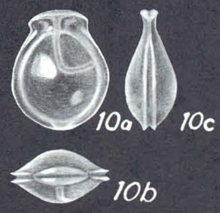 Lagenosolenia nudicoronata, McCulloch, 1977 Holotype drawing