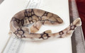 Scyliorhinus retifer - view