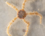 Ophiacantha - aboral view