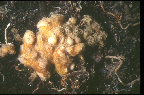 Calthropella pathologica
