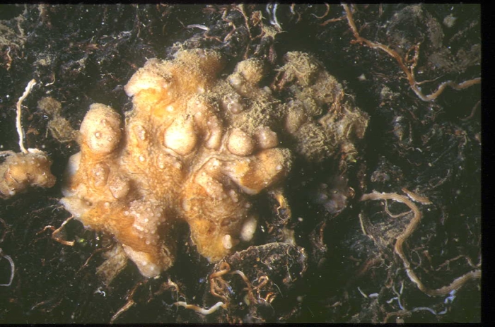 Calthropella pathologica