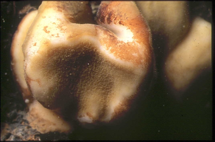 Neoschrammeniella bowerbankii