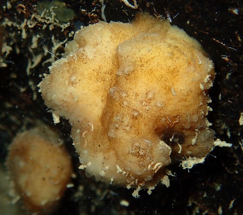 Discodermia polymorpha Pisera &amp; Vacelet, 2011