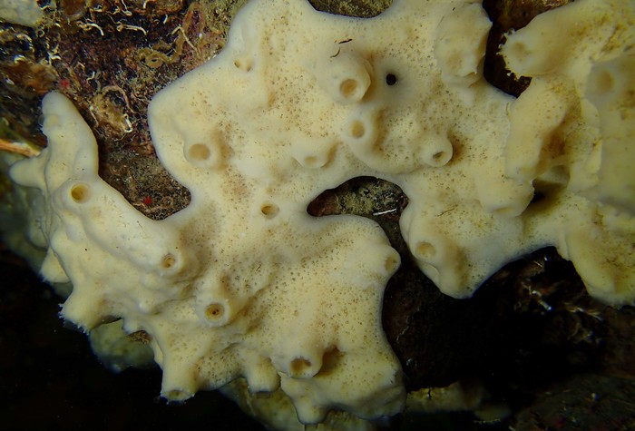 Haliclona (Gellius) lacazei (Topsent, 1893)