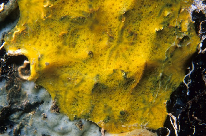 Hexadella pruvoti Topsent, 1896