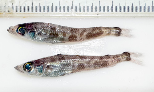 Chlorophthalmus - pair