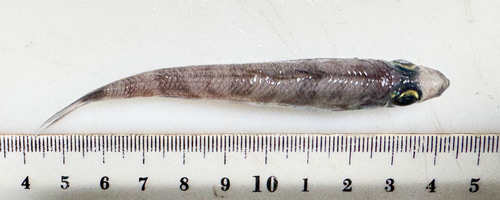 Chlorophthalmus - dorsal view