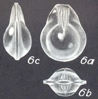 Lagenosolenia nodibicarinata, McCulloch, 1977 Holotype (AHF 699) drawing