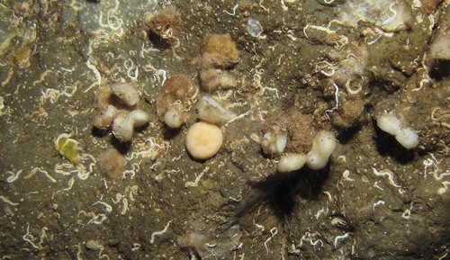 Murrayona laevis