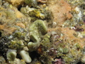 Murrayona laevis