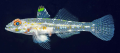 Fusigobius transversus
