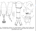 Pseudodiaptomus echinatus