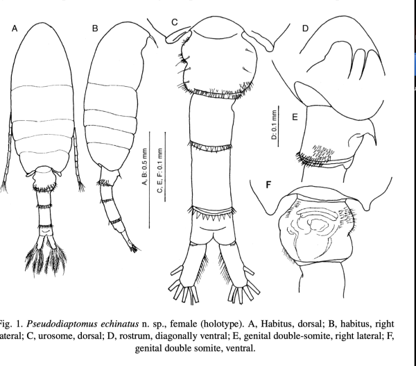 Pseudodiaptomus echinatus
