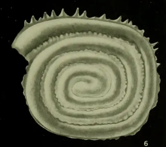 Sejunctella earlandi Loeblich &amp; Tappan, 1957