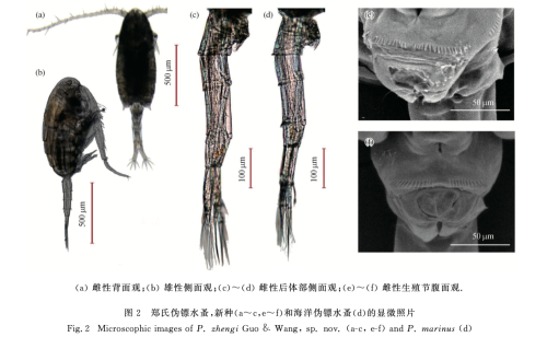 Pseudodiaptomus zhengi habitus
