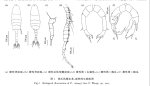 Pseudodiaptomus zhengi P5