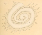 Cornuspira tentaculata Rhumbler, 1911