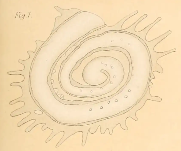 Cornuspira tentaculata Rhumbler, 1911