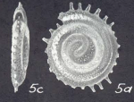 Spirillina wenmanensis McCulloch, 1977