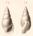 Rissoina moravica Hoernes, 1856