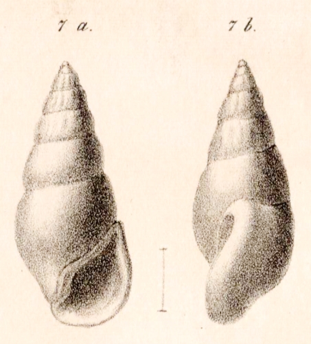 Rissoina moravica Hoernes, 1856