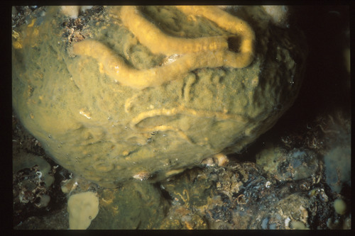 Merlia deficiens Vacelet, 1980