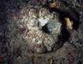Thymosiopsis conglomerans