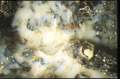 Thymosiopsis cuticulatus