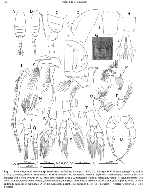 Pseudodiaptomus yamato female