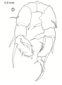 Pseudodiaptomus greenwoodi