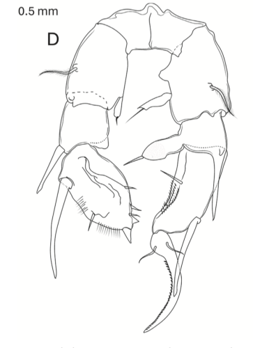 Pseudodiaptomus greenwoodi