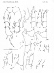 Pseudodiaptomus acutus leptosus